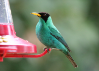 green-honeycreeper2