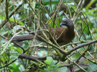 grey-headed-chacalaca