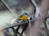 grey_headed_tanager