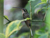 long-billed-hermit-2