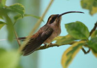 long-billed-hermit