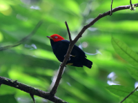 red-capped-manakin