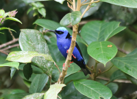 red-legged-honeycreeper