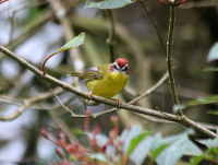 rufous-capped-warbler