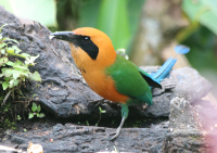 rufous-motmot