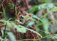 scale-crested-pygmy-tyrant