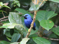 shining-honeycreeper