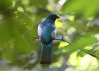 slaty-tailed-trogon