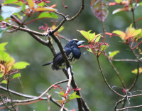 spot-crowned-barbet