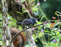 spot-crowned-barbet2