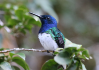 white-necked-jacobin1