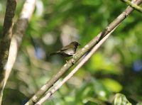 yellow-faced-grassquit